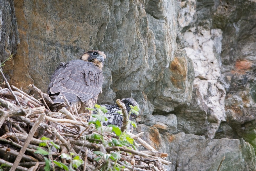 Why nesting peregrines keep some Vermont cliff tops and overlooks closed