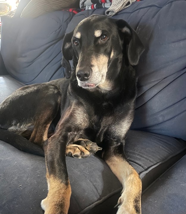 Hound dog stolen from Lyndon man's front lawn, police say