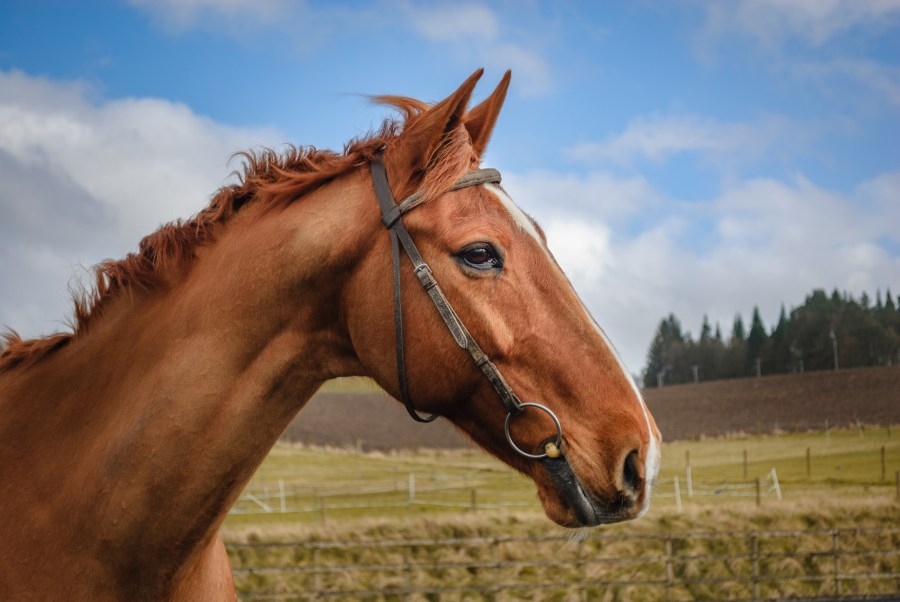 Willoughby State Forest to expand equestrian access