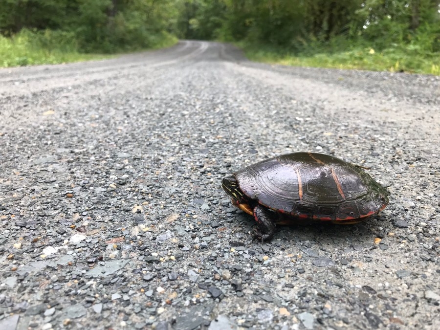 Drivers reminded to slow down for turtles