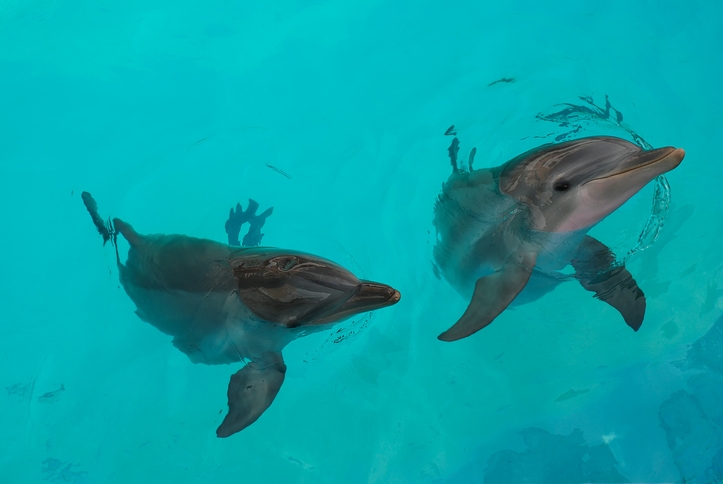 Florida man sentenced for poisoning, shooting dolphins