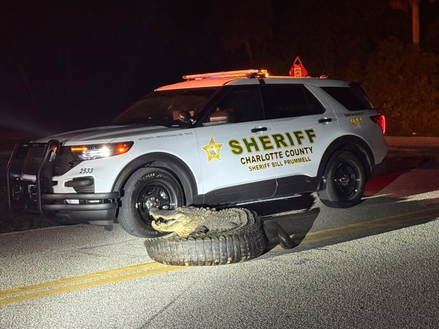 Curious Florida gator checks out deputy vehicle