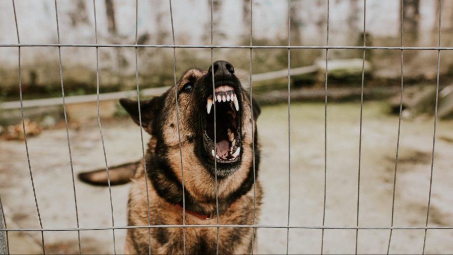 ‘Dangerous dogs' bill holding owners liable for dog attacks, aggressive bites, closer to becoming law