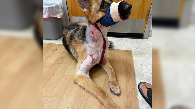 Wesley Chapel family says dog survived alligator attack in their backyard