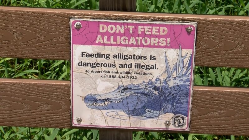 Woman bitten by alligator while hiking in Florida