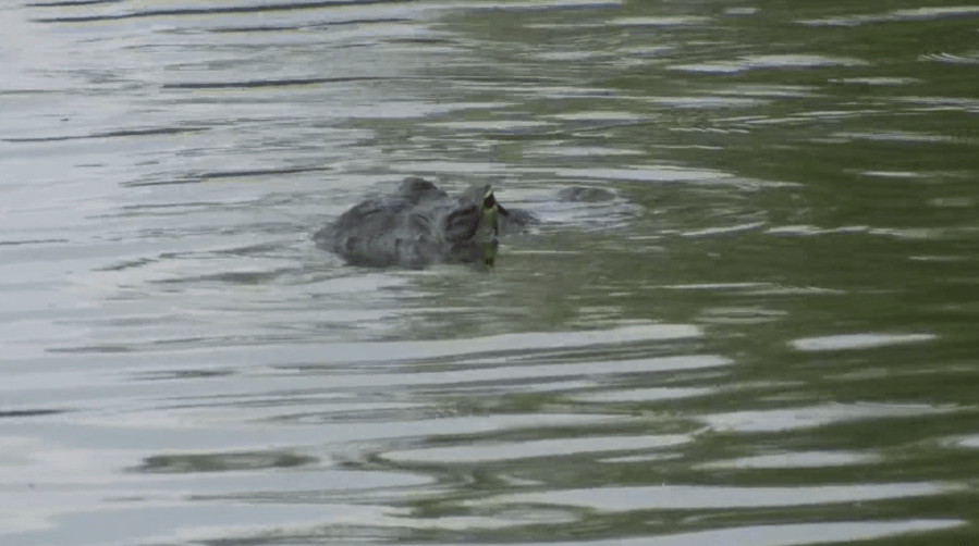Kayaker killed in alligator attack at Lake Kissimmee State Park, FWC says