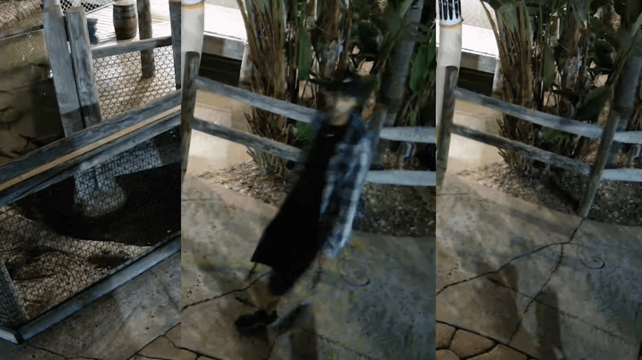 Baby gator thief sought after reptile goes missing from Pasco County business