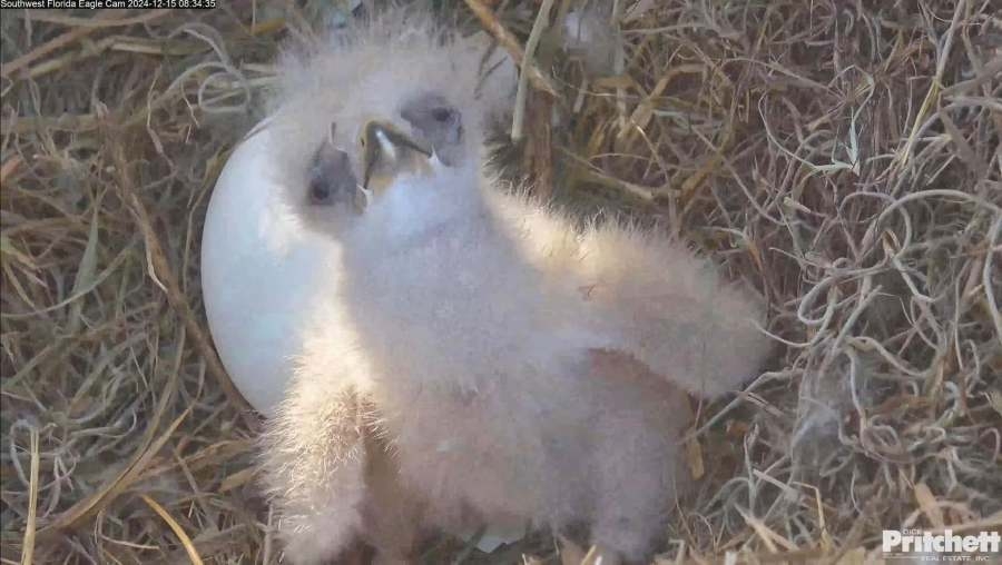 Deceased Florida eaglets test positive for H5N1 bird flu