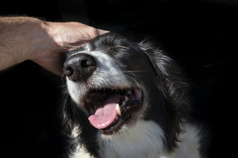 New responsible breeder rules introduced in Manatee County