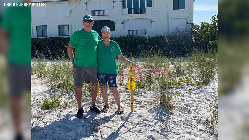 1st loggerhead sea turtle nest spotted at Anna Maria Island