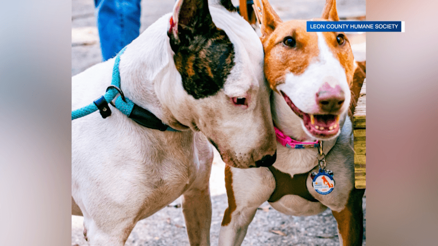 DeSantis signs 2 bills stemming from Tampa Bay animal abuse cases