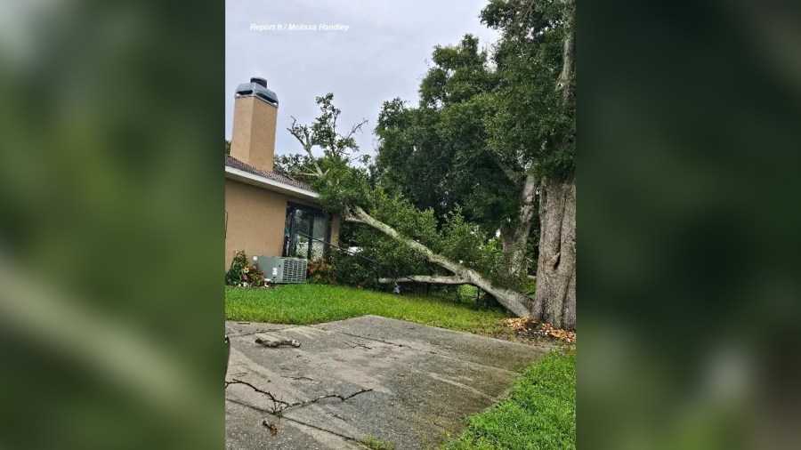 Florida lawmaker wants to make property owners responsible for fallen trees