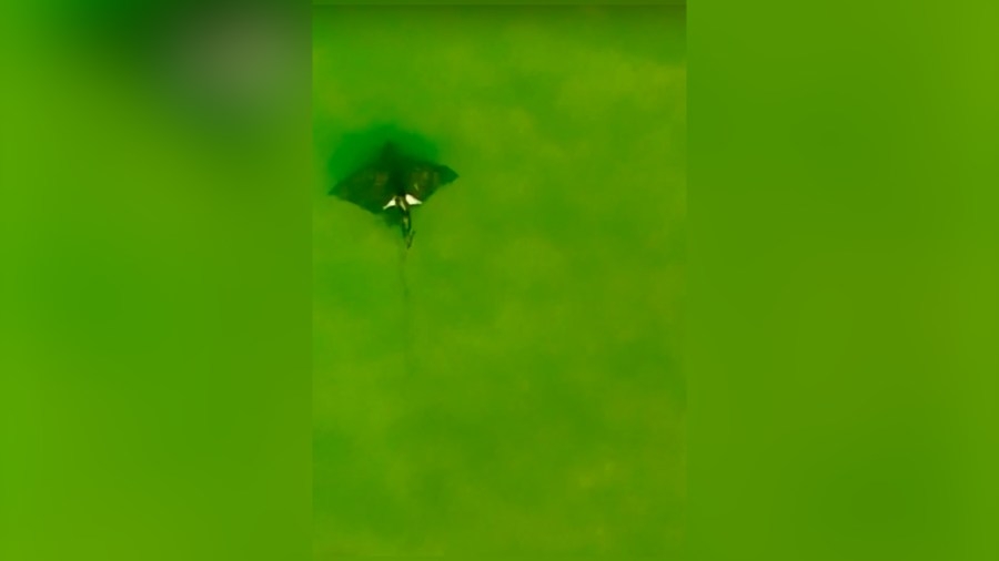‘Something very unusual' seen swimming above manta ray near Honeymoon Island