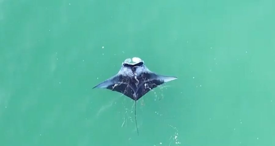 WATCH: Huge manta ray swims under paddleboarder at Honeymoon Island