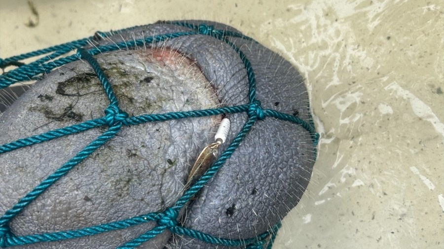 Earth Day rescue: Manatee found with fishing lure lodged in mouth