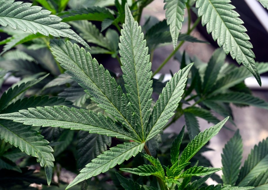 ‘Grow your own': Tampa Bay lawmaker moves marijuana efforts forward