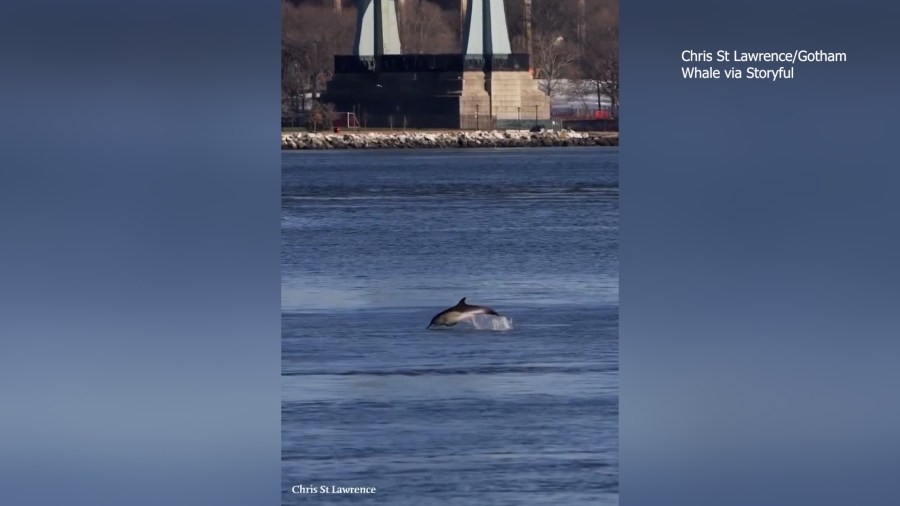 WATCH: Pair of dolphins spotted swimming in Manhattan's East River in rare sighting