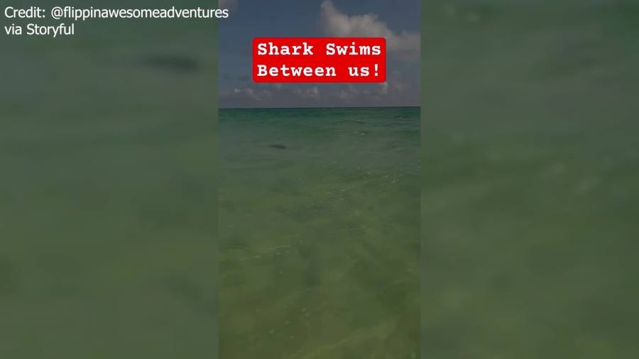 ‘You're Fine': Shark startles woman on Florida guided tour