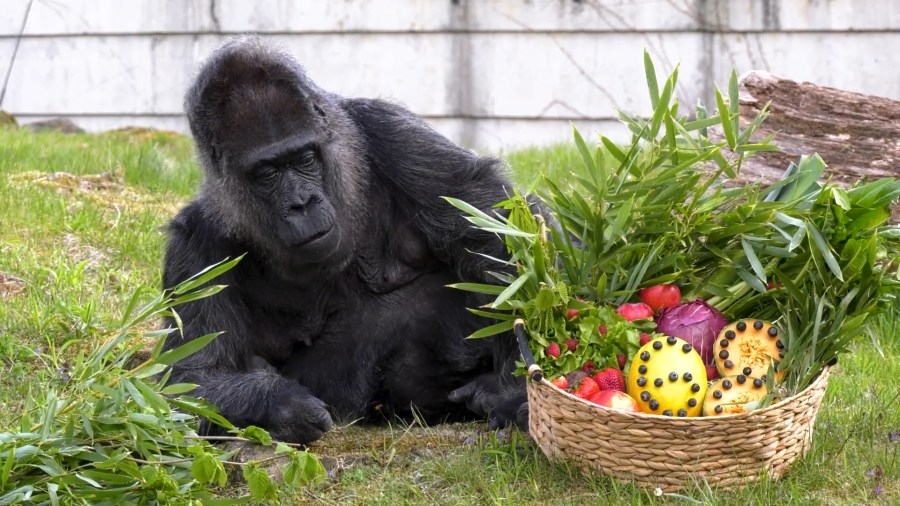 World's oldest gorilla celebrates her 68th birthday
