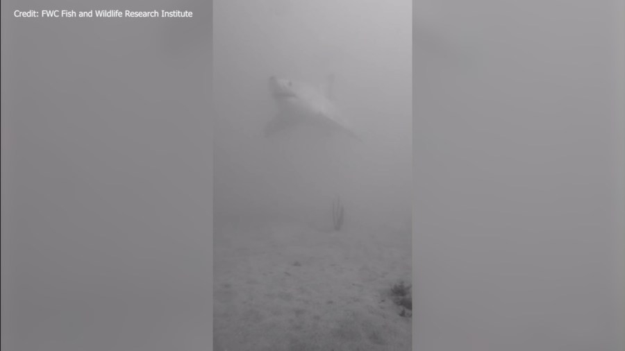 WATCH: Juvenile white shark spotted swimming near Pinellas County