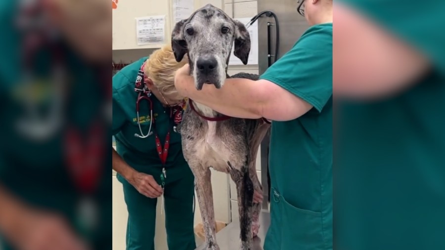 Severely emaciated Great Dane ‘grateful' after Polk deputies rescue her, Terrier sibling