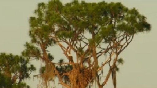 ‘Alligator Alley' reopens at Polk County reserve