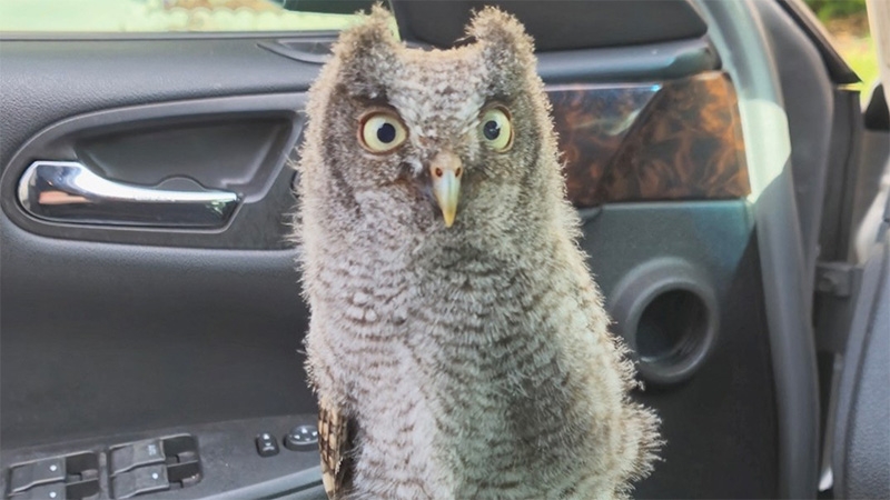 PHOTOS: Pinellas detective rescues young owl from busy Clearwater parking lot