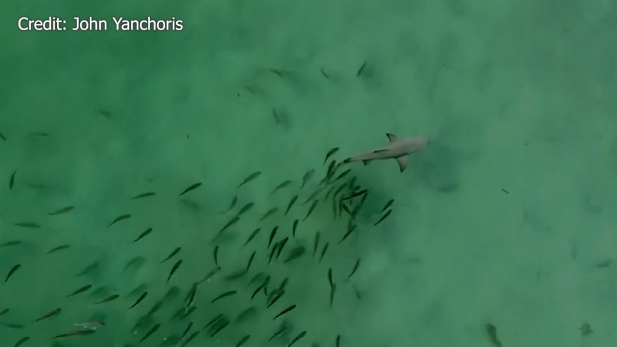 WATCH: School of fish chases shark and manatee