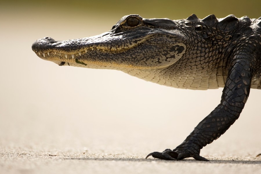 2 motorcyclists injured after colliding with alligator on Florida interstate
