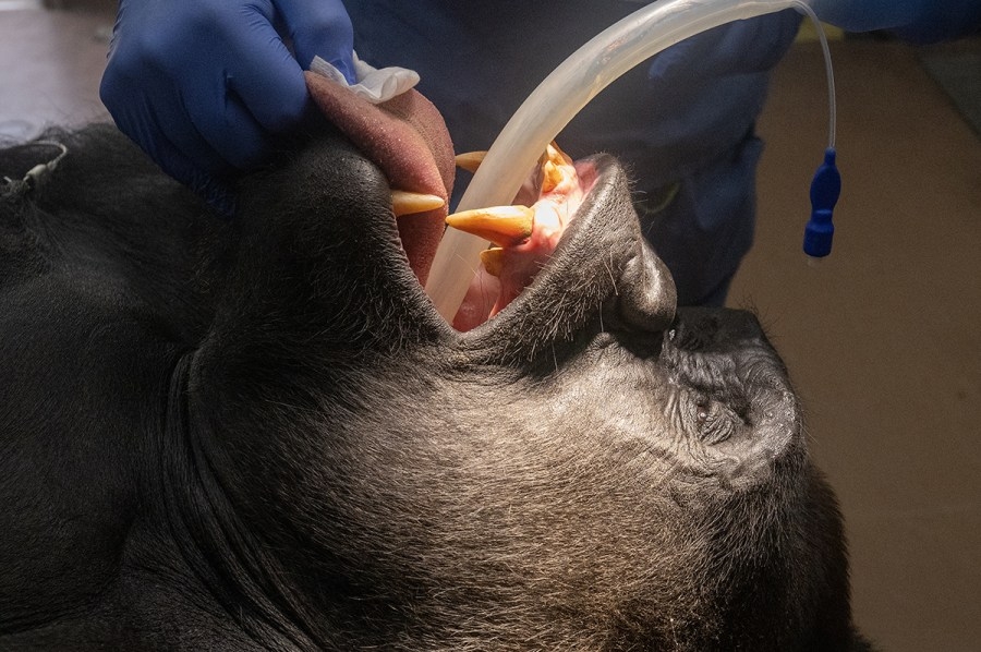 Gorillas undergo exams before saying goodbye to Zoo Miami