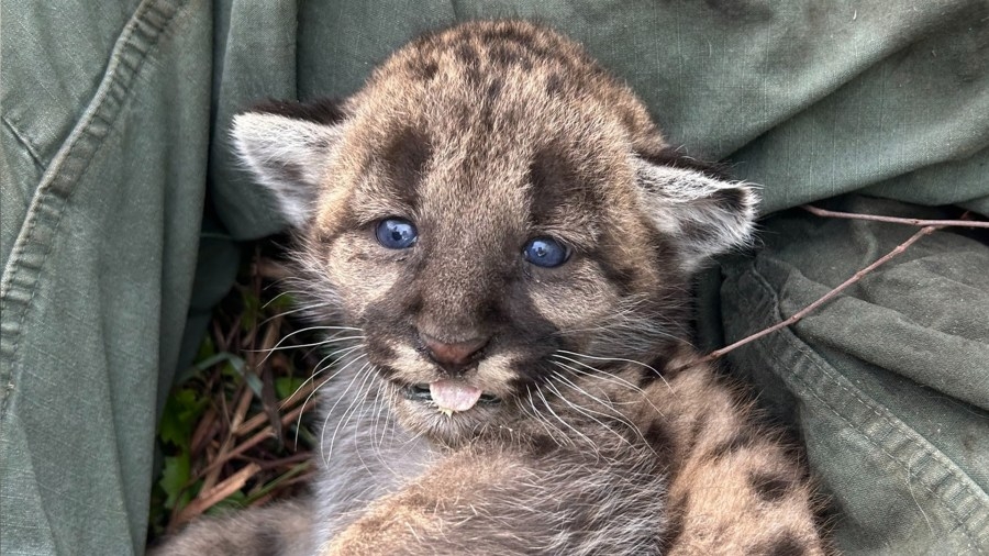 PHOTOS: FWC introduces 3 new Florida panther kittens