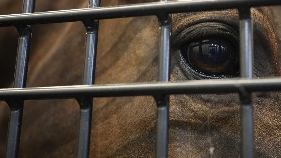Owner of malnourished horses, pony would lick sick horse's eyes, spit out its mucus: affidavit