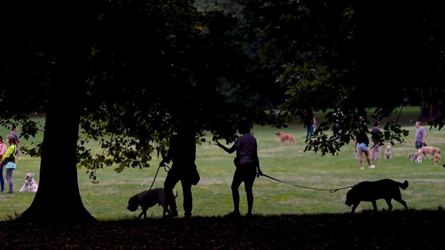 Woman arrested after pepper spraying dogs at Florida dog park, police say