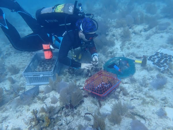 FWC launches ‘Coral Defender' to protect reefs in Florida Keys