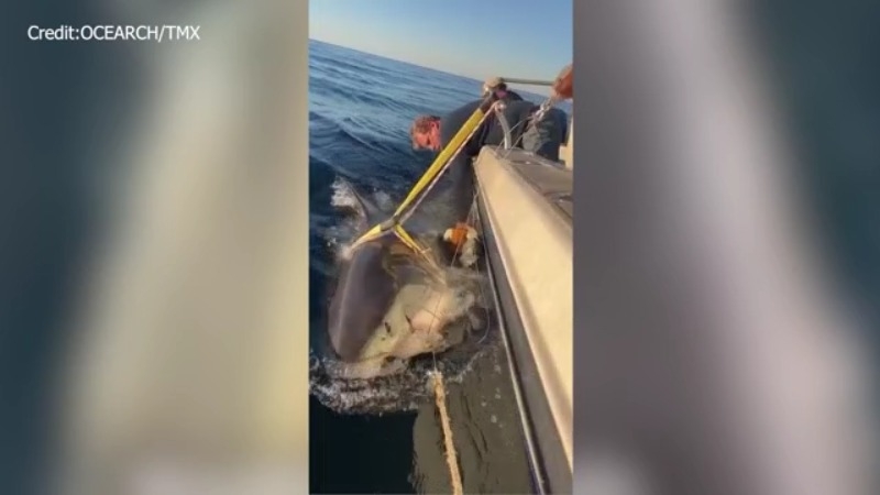Largest male white shark spotted off the east coast of Florida