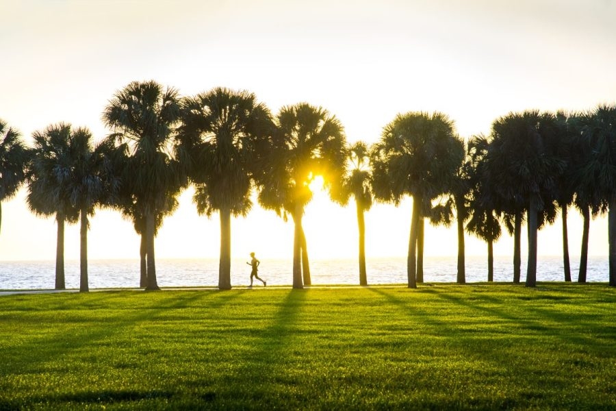Tampa Bay tree-planting programs lose federal funding in DEI purge