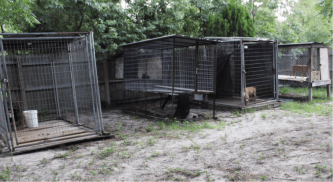Spring Hill man gets 7 years in prison for dog fighting