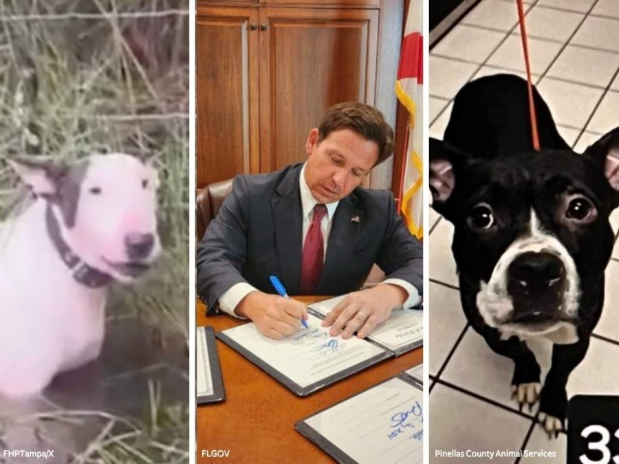 Florida enacts Dexter's and Trooper's Law to combat animal abuse
