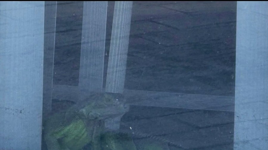 Cape Coral residents battle iguana takeover