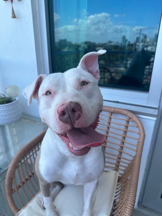 Tampa dog trainer faces new complaints after viral story