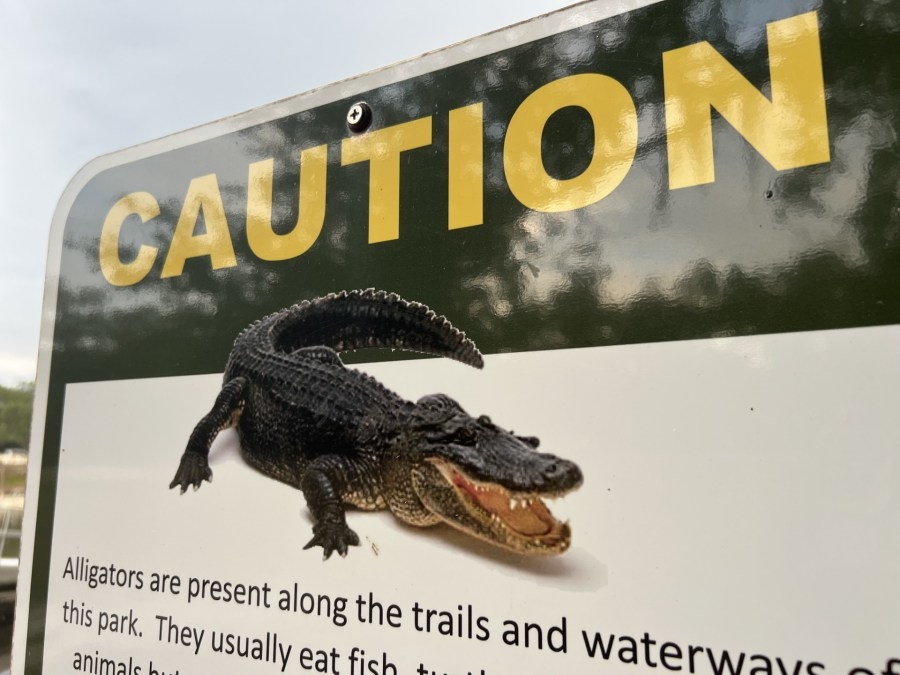 11-ft alligator swam off with woman in Polk County after ‘death roll,' FWC report states