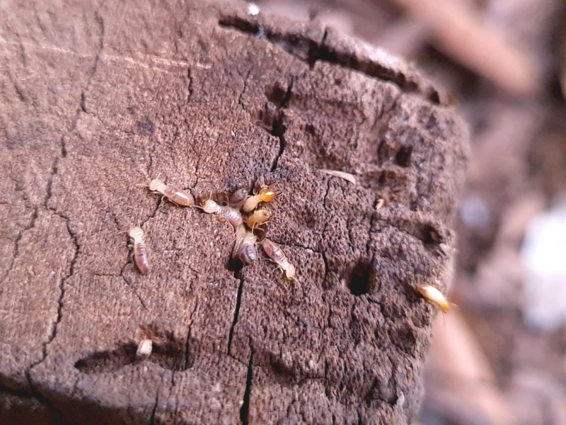 Invasive hybrid termite species discovered in Florida