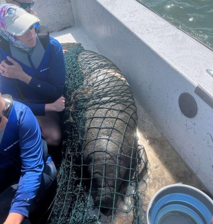 Manatee with watercraft wound rescued near Estero Bay