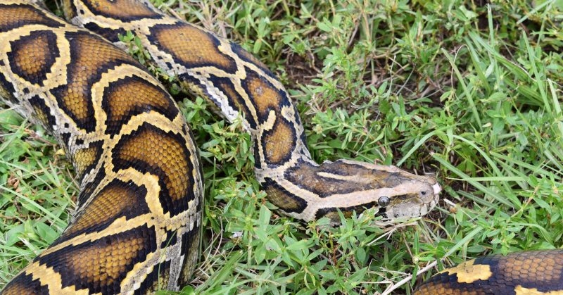Florida Python Challenge registration opens