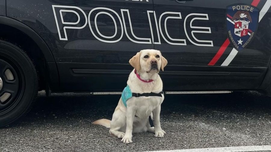 Wisconsin police department mourning the loss of beloved facility dog after battle with cancer