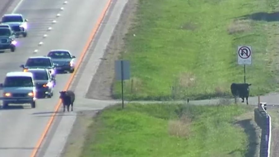 ‘Moo-ve Over': Loose cows spotted on Wisconsin interstate