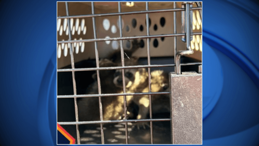 Green Bay fire and police teams work together to rescue baby raccoons