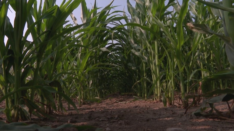 Farmers in northeast Wisconsin optimistic about this season's crop yield