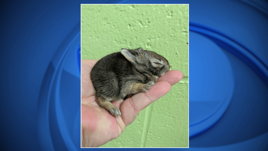 Bay Beach Wildlife Sanctuary reaches 1,000th mammal rescue