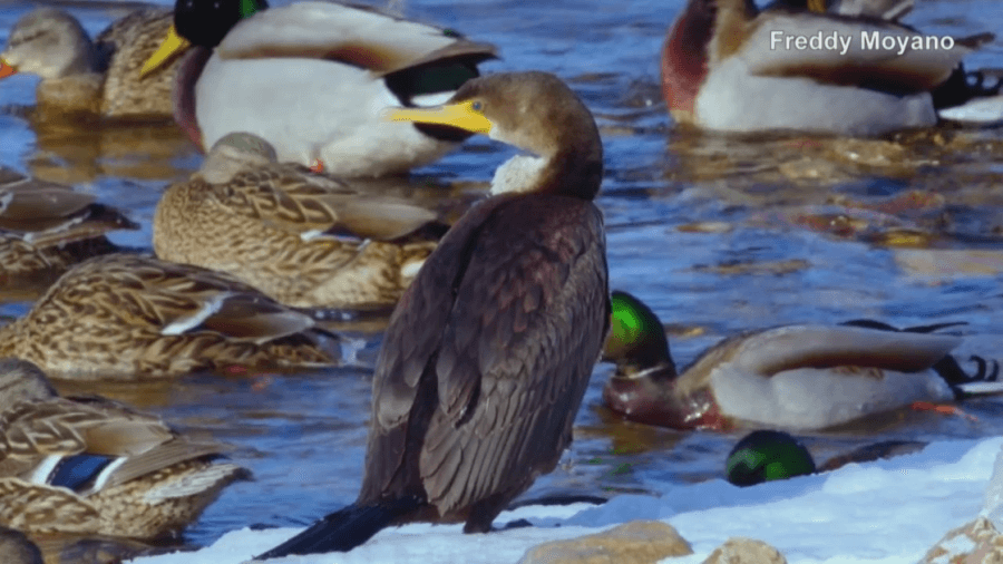 Bird flu suspected in deaths of nearly 100 mallards in Little Chute
